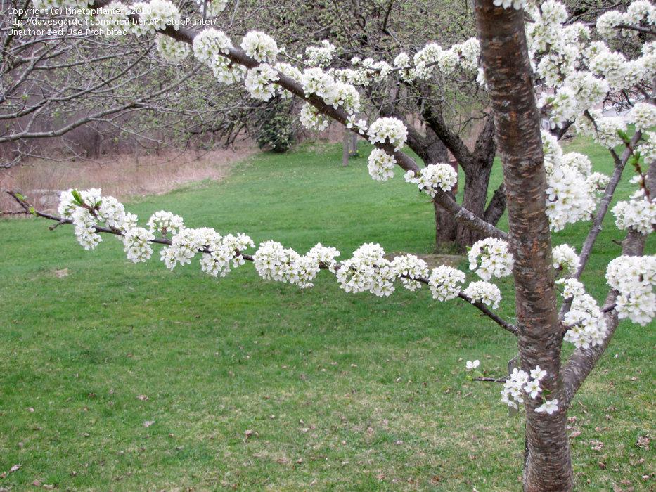 Prunus Salicina Burbank - View 13 from www redcrocus com