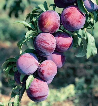 Prunus Salicina Burbank - View 3 from www redcrocus com