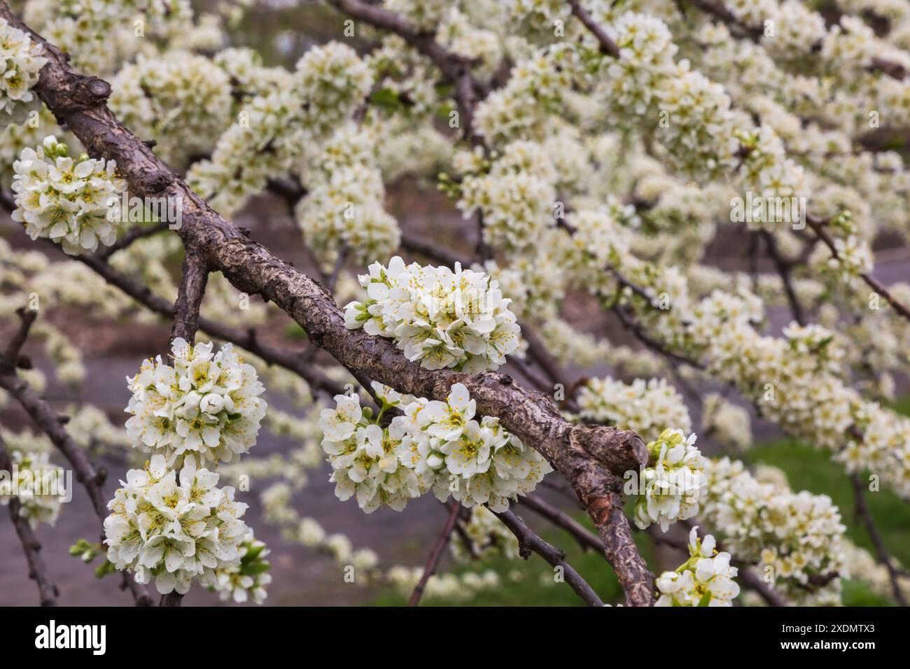 Prunus Salicina Burbank - View 6 from www redcrocus com