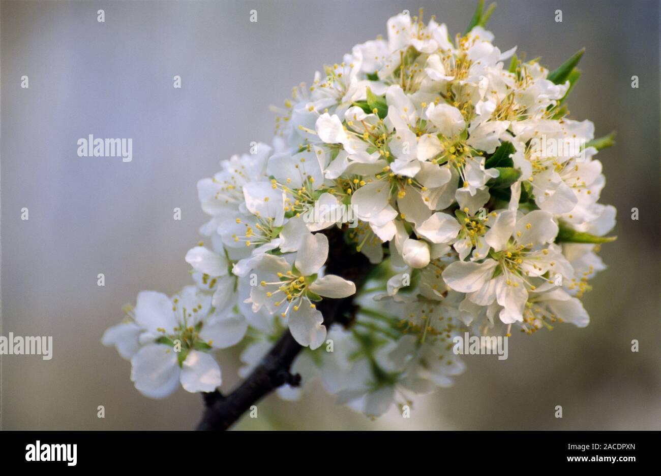 Prunus Salicina Burbank - View 7 from www redcrocus com