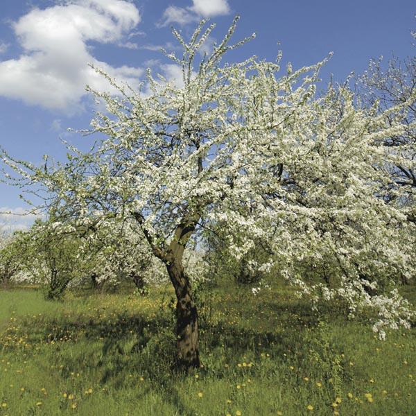 Prunus Salicina Burbank - View 8 from www redcrocus com