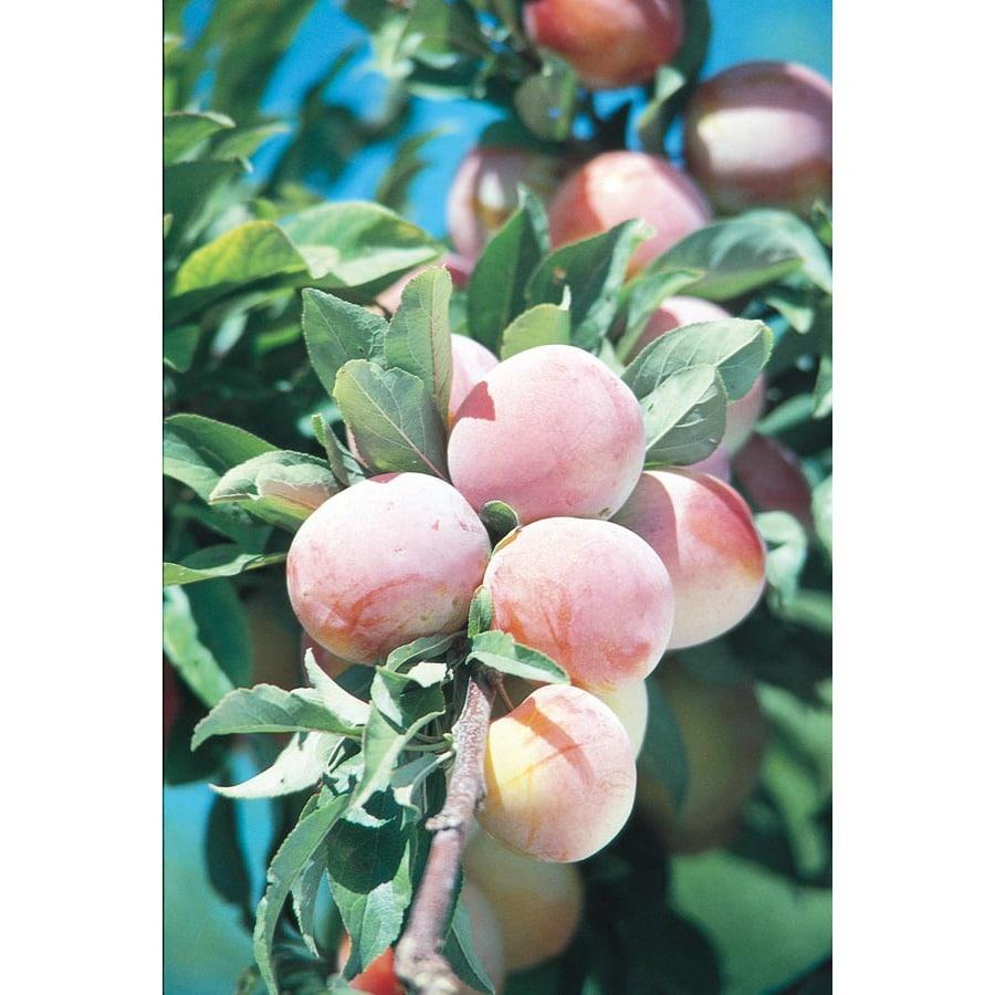 Prunus Salicina Burbank - View 9 from www redcrocus com