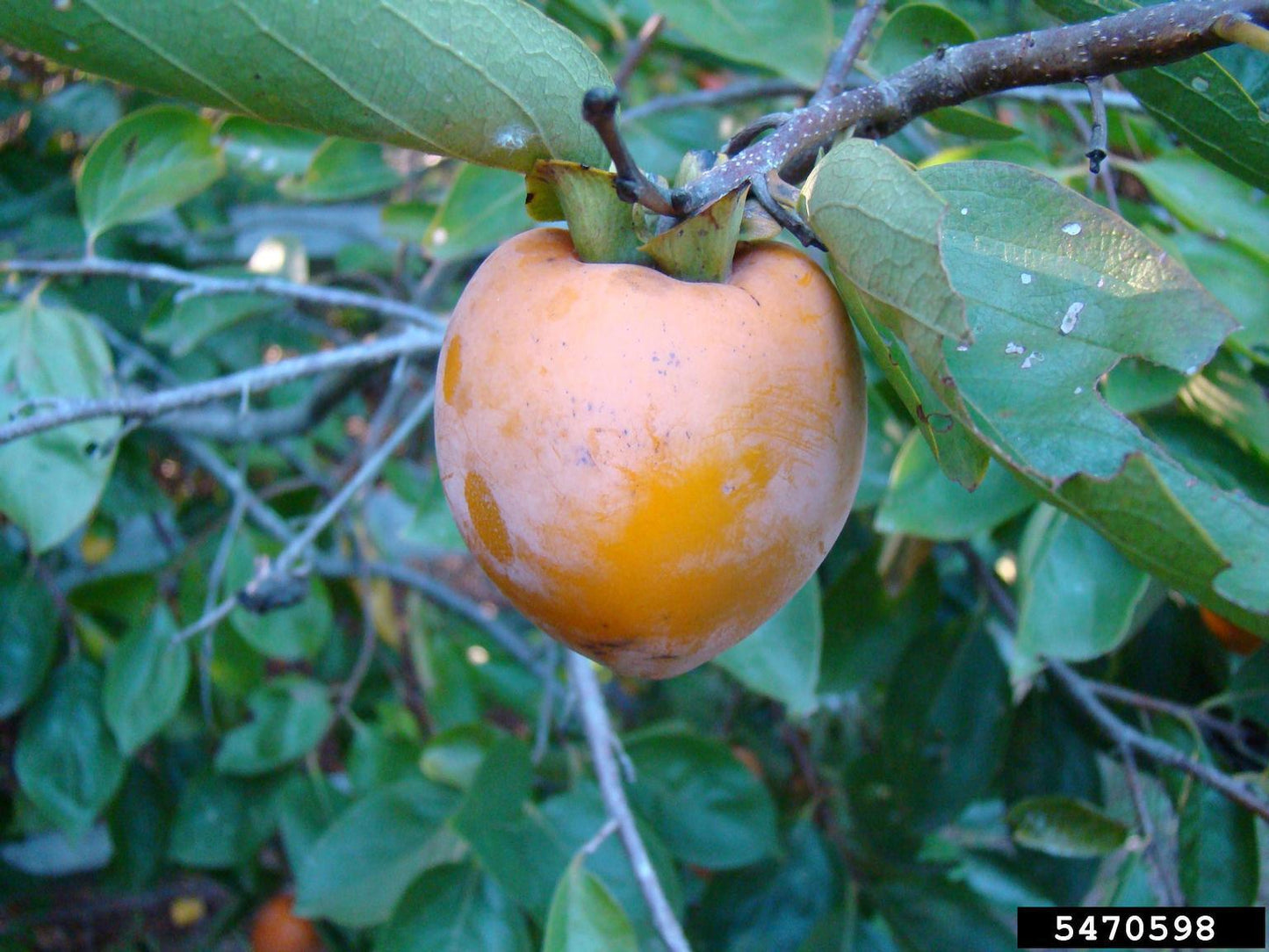 Diospyros Virginiana - View 13 from www redcrocus com