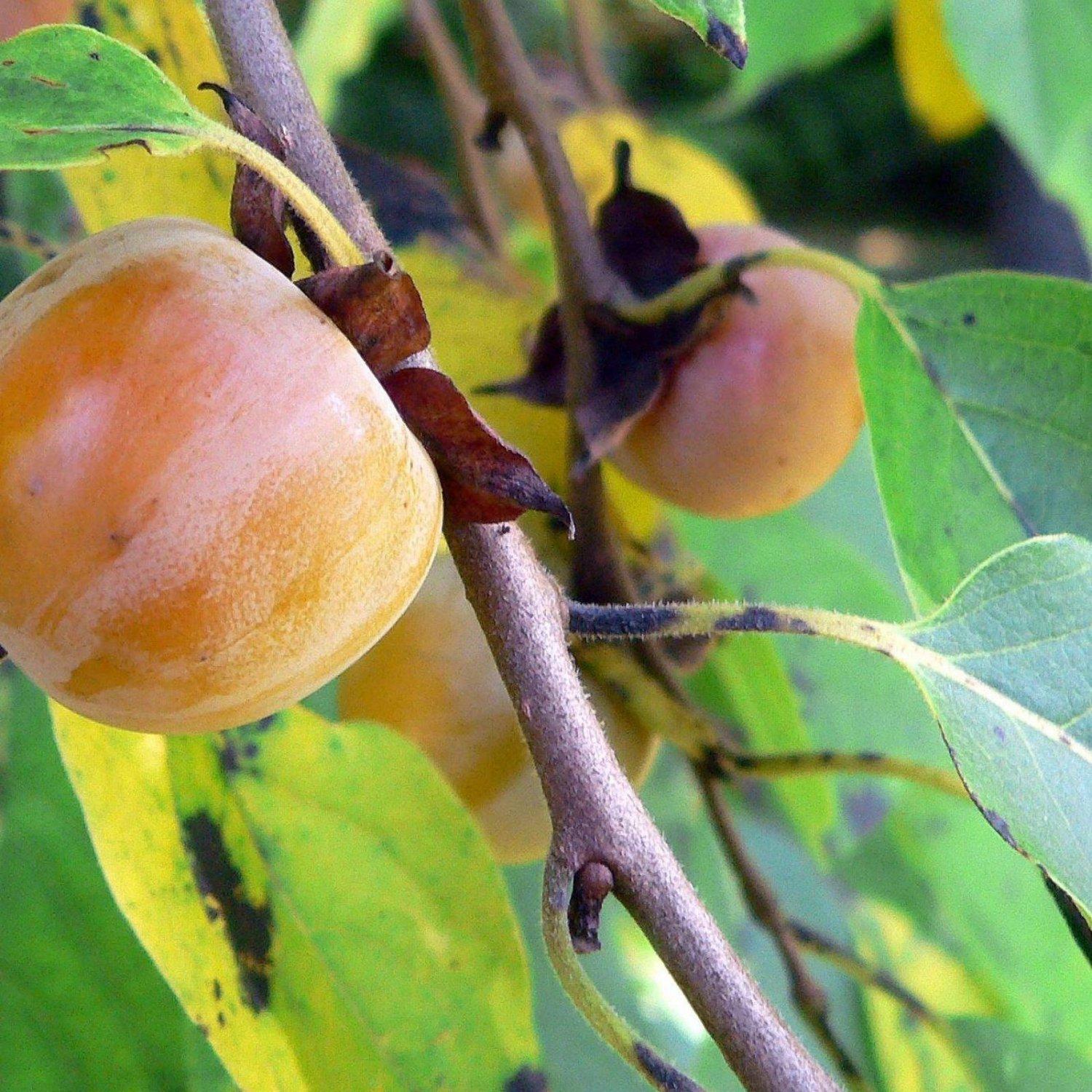 Diospyros Virginiana - View 17 from www redcrocus com