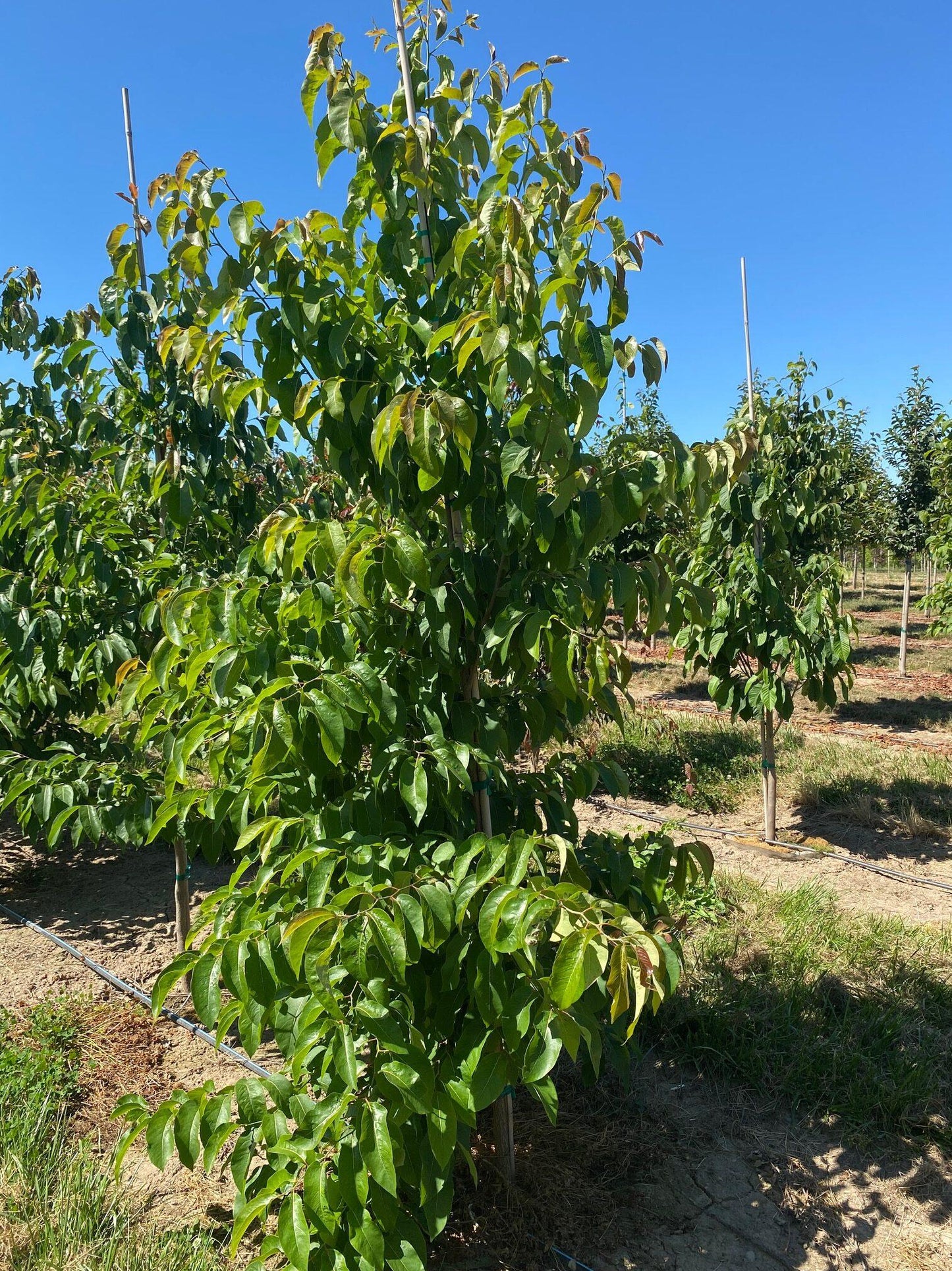 Diospyros Virginiana - View 18 from www redcrocus com