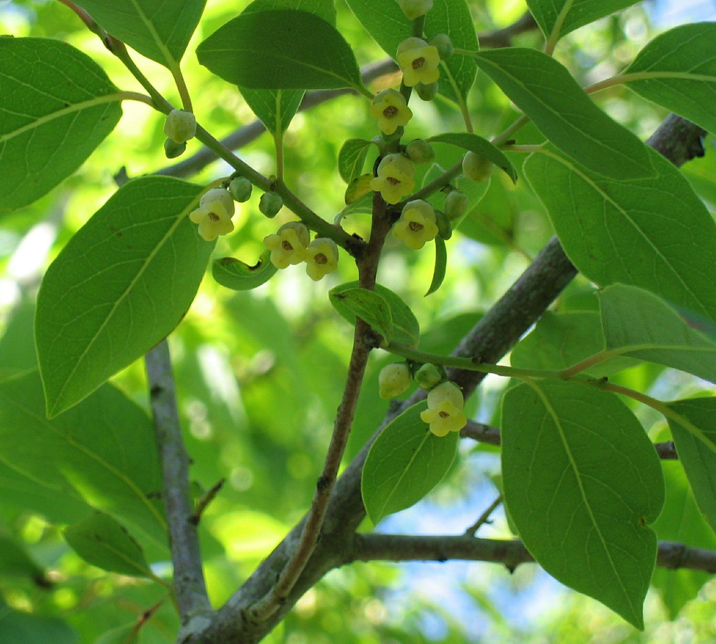 Diospyros Virginiana - View 19 from www redcrocus com