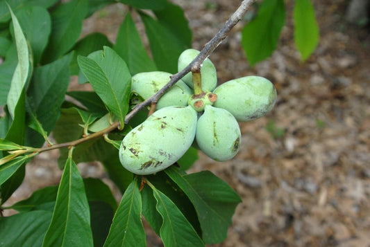Diospyros Virginiana - View 1 from www redcrocus com