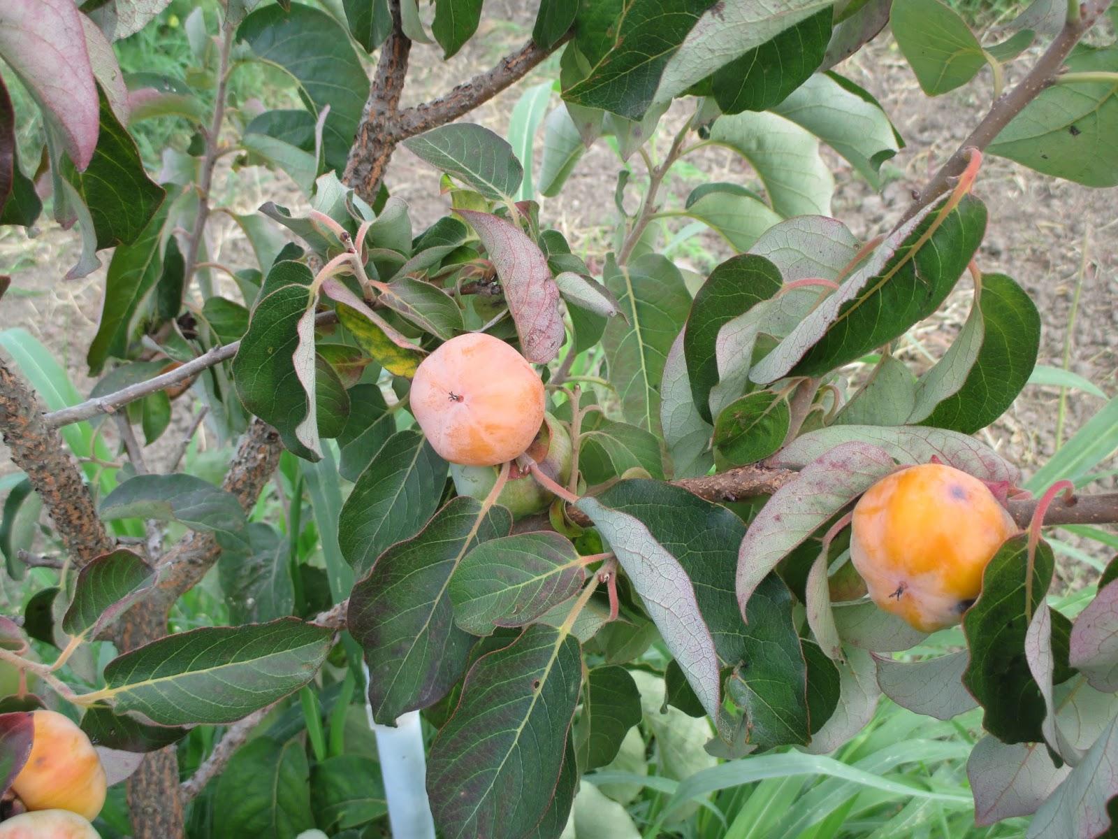 Diospyros Virginiana - View 4 from www redcrocus com