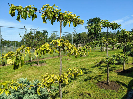 Pyrus Communis Combo 3 In 1 Espalier - View 16 from www redcrocus com