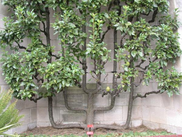 Pyrus Communis Combo 3 In 1 Espalier - View 5 from www redcrocus com