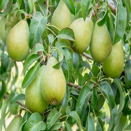 Pyrus Communis Combo 3 In 1 Espalier - View 6 from www redcrocus com