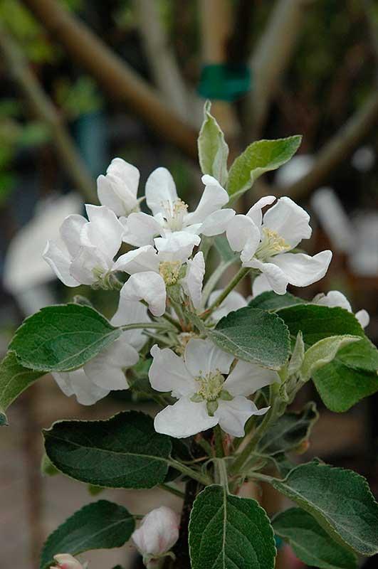 Malus Domestica Fuji Espalier - View 11 from www redcrocus com