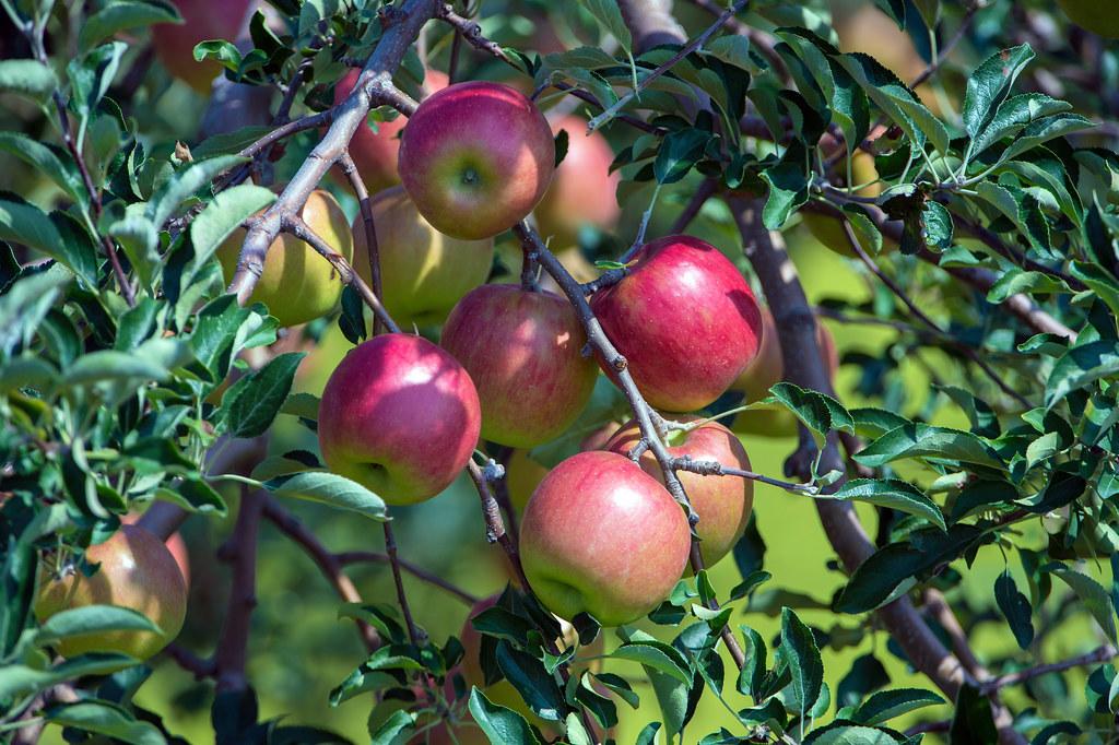 Malus Domestica Fuji Espalier - View 12 from www redcrocus com
