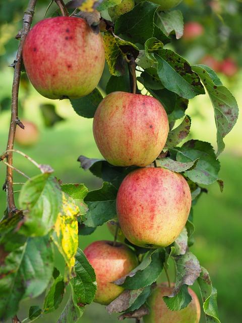 Malus Domestica Fuji Espalier - View 14 from www redcrocus com