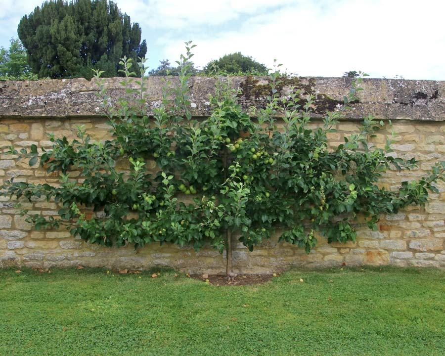 Malus Domestica Fuji Espalier - View 15 from www redcrocus com
