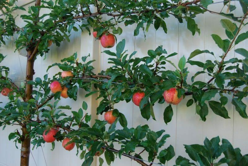 Malus Domestica Fuji Espalier - View 17 from www redcrocus com