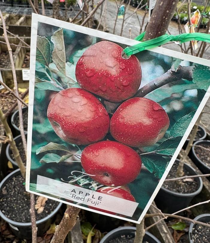 Malus Domestica Fuji Espalier - View 18 from www redcrocus com