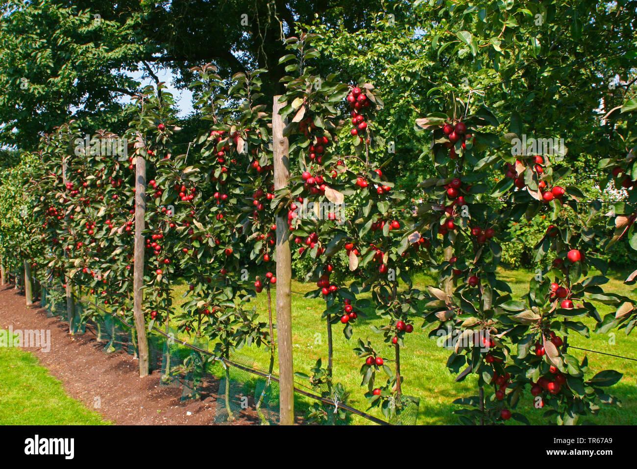 Malus Domestica Fuji Espalier - View 1 from www redcrocus com