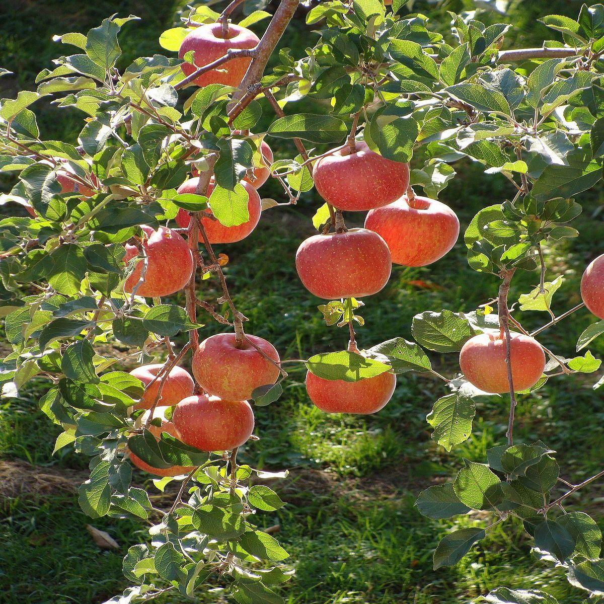 Malus Domestica Fuji Espalier - View 2 from www redcrocus com