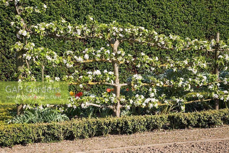 Malus Domestica Fuji Espalier - View 3 from www redcrocus com