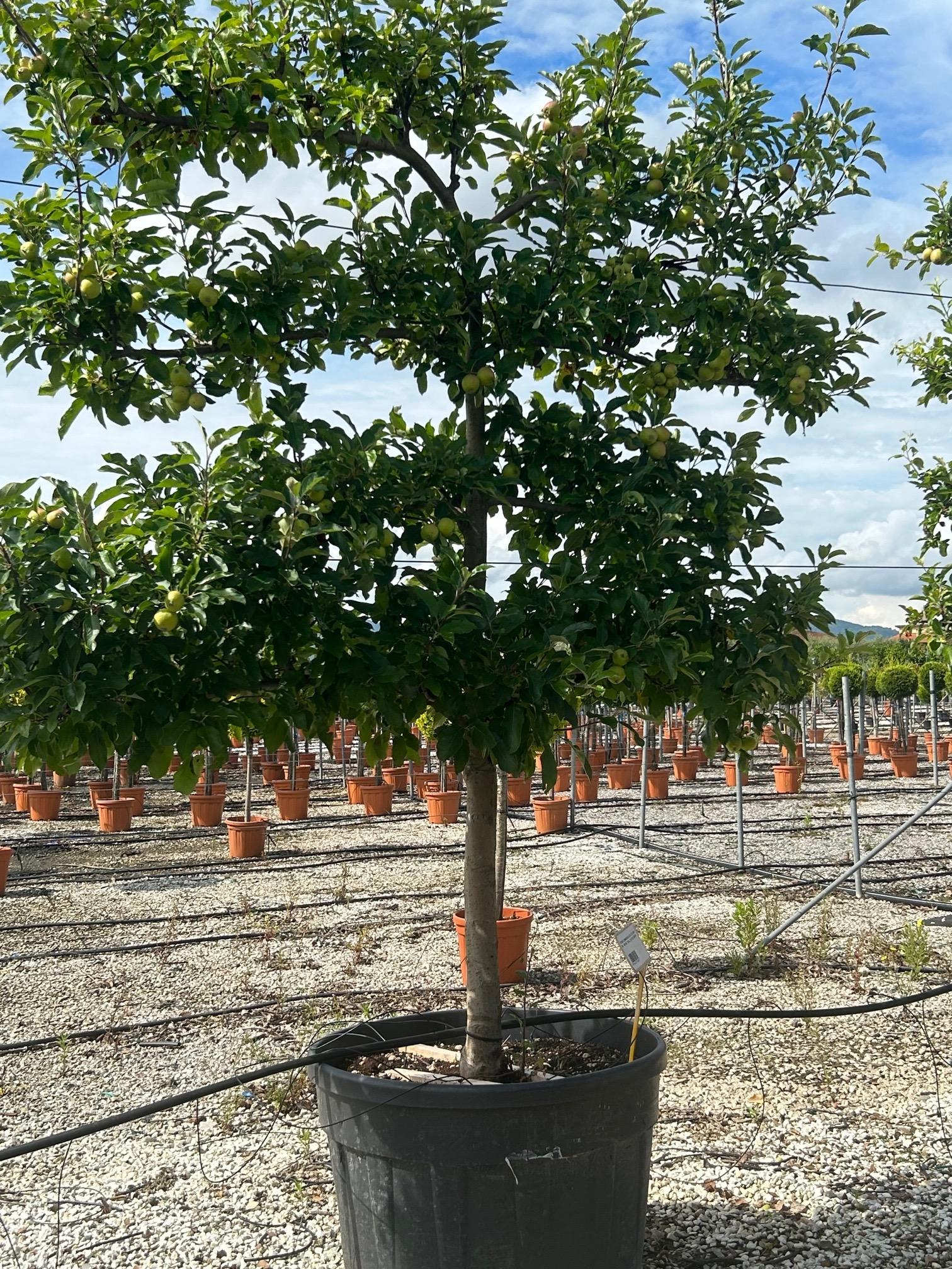 Malus Domestica Fuji Espalier - View 4 from www redcrocus com