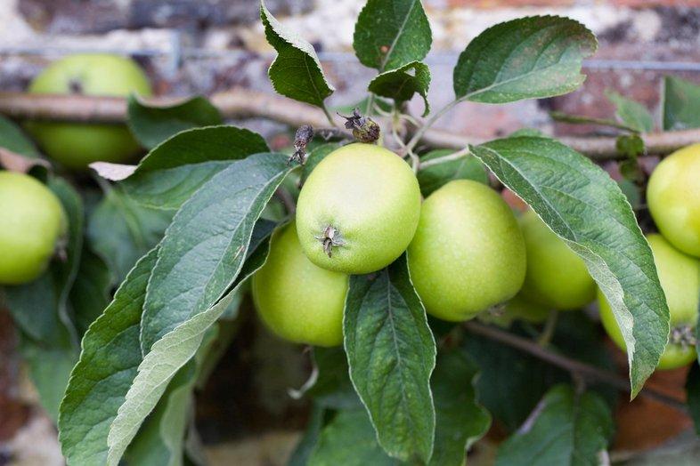 Malus Domestica Fuji Espalier - View 5 from www redcrocus com