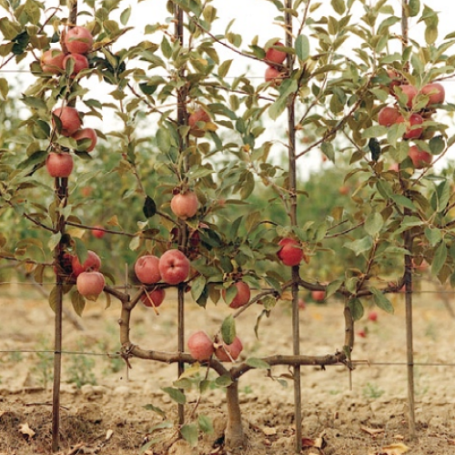 Malus Domestica Fuji Espalier - View 6 from www redcrocus com