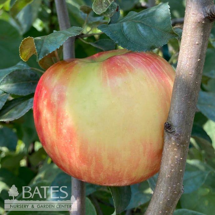 Malus Domestica Fuji Espalier - View 9 from www redcrocus com