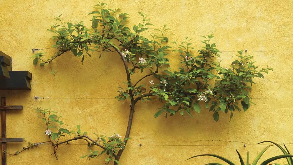 Malus Domestica 'honeycrisp' Espalier - View 14 from www redcrocus com