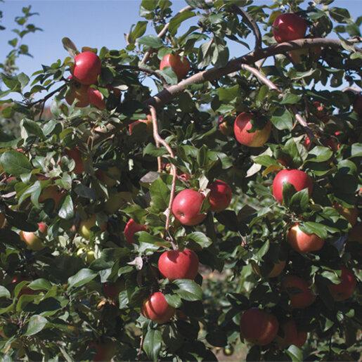 Malus Domestica 'honeycrisp' Espalier - View 3 from www redcrocus com
