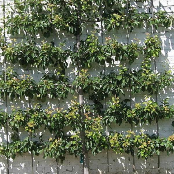 Malus Domestica 'honeycrisp' Espalier - View 5 from www redcrocus com