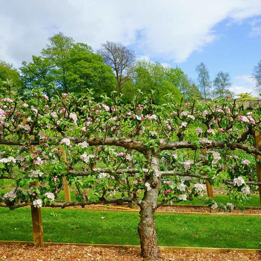 Malus Domestica 'honeycrisp' Espalier - View 6 from www redcrocus com