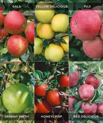 Malus Domestica 'honeycrisp' Espalier - View 7 from www redcrocus com