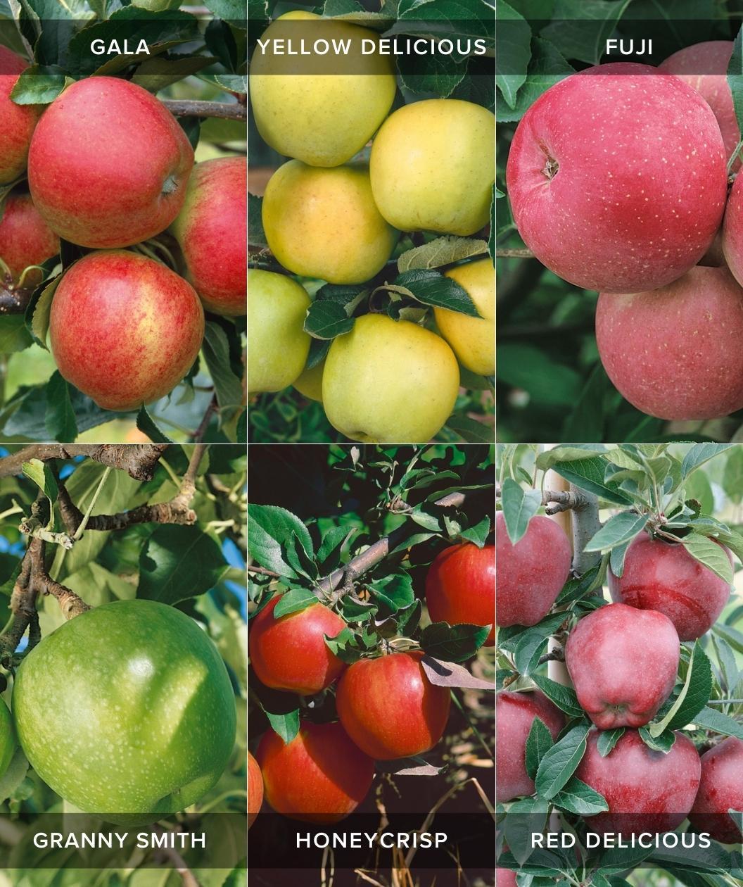 Malus Domestica 'honeycrisp' Espalier - View 8 from www redcrocus com