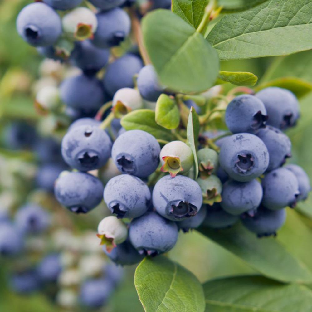 Blueberry Vaccinium Corymbosum Spartan - View 6 from www redcrocus com