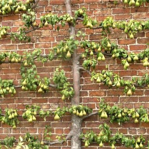 Pyrus Communis Bartlett Espalier - View 10 from www redcrocus com
