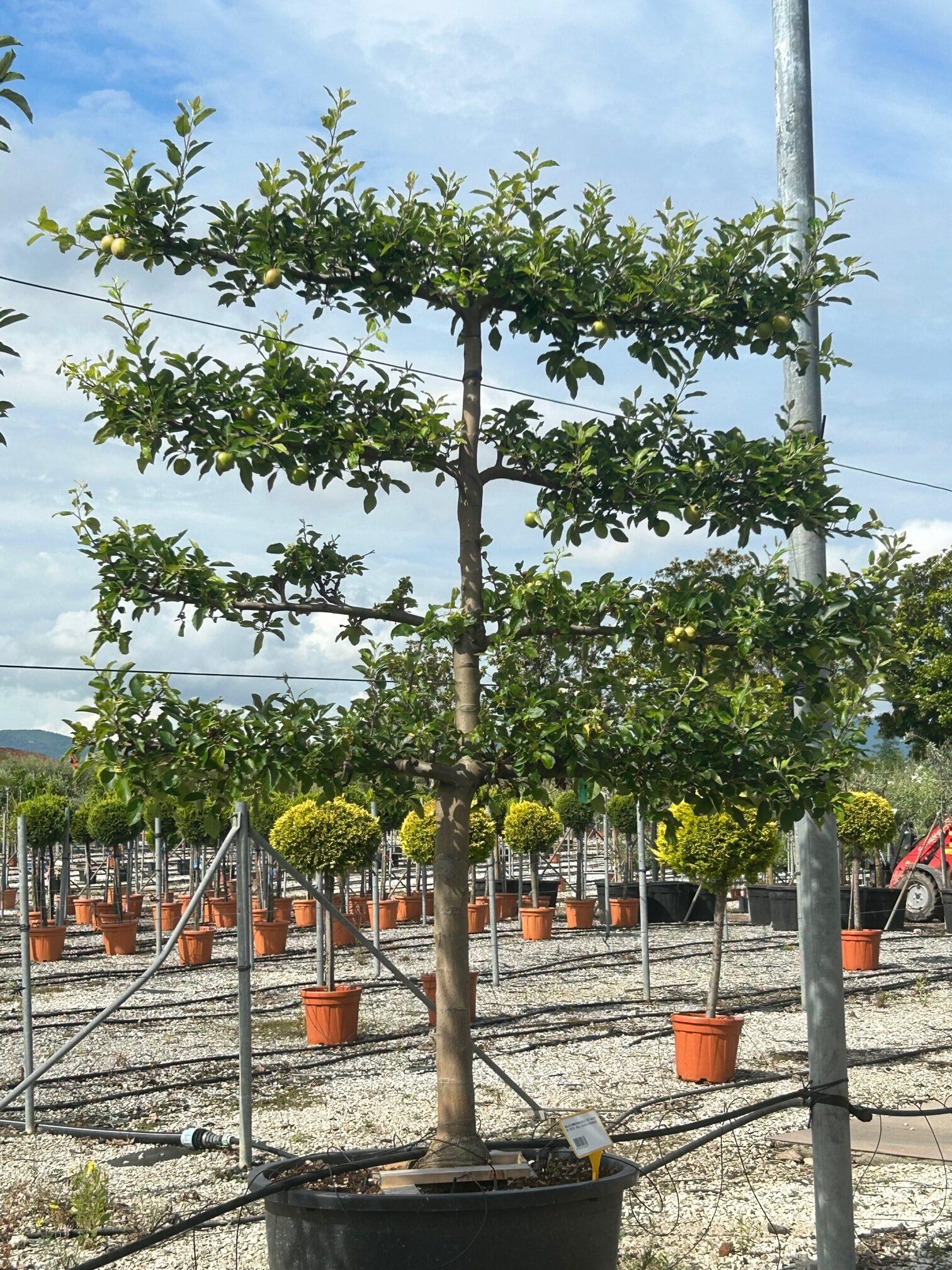 Pyrus Communis Bartlett Espalier - View 2 from www redcrocus com