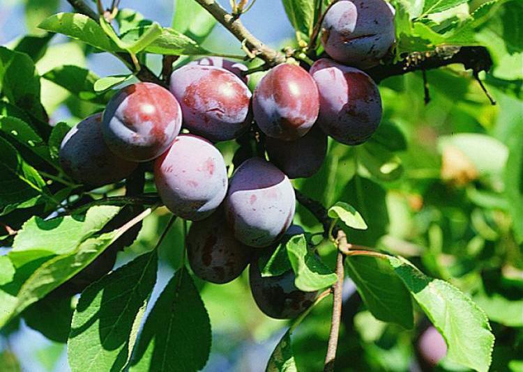 Prunus Domestica Italian Prune - View 11 from www redcrocus com