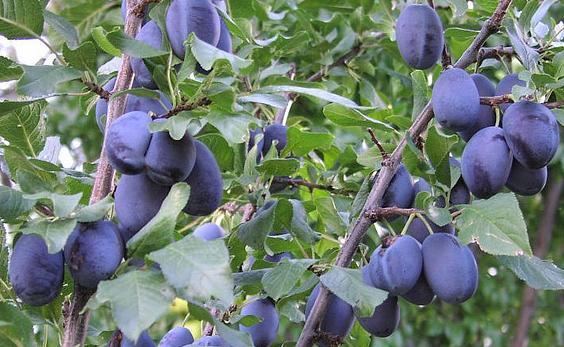 Prunus Domestica Italian Prune - View 16 from www redcrocus com