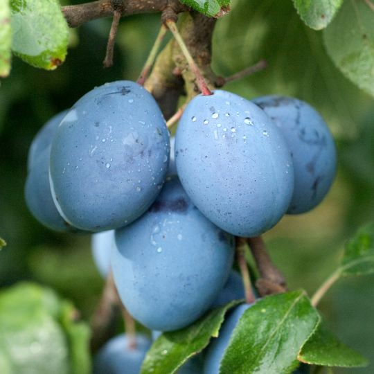Prunus Domestica Italian Prune - View 17 from www redcrocus com