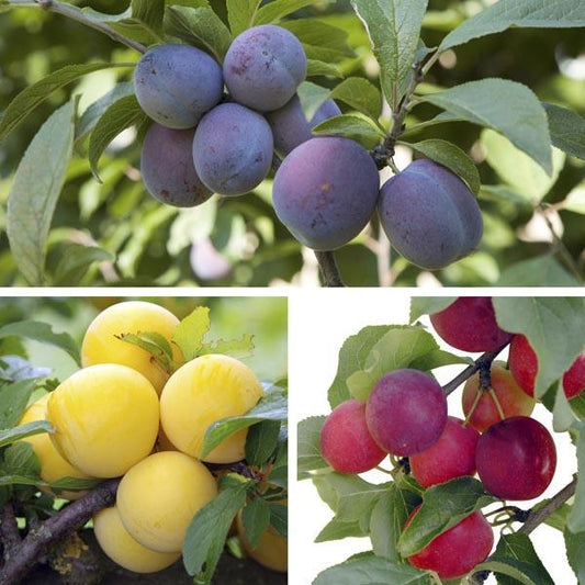 Prunus Domestica Italian Prune - View 1 from www redcrocus com