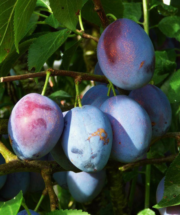 Prunus Domestica Italian Prune - View 2 from www redcrocus com