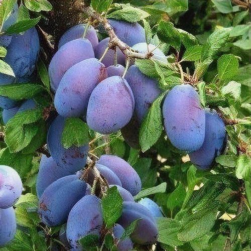Prunus Domestica Italian Prune - View 4 from www redcrocus com