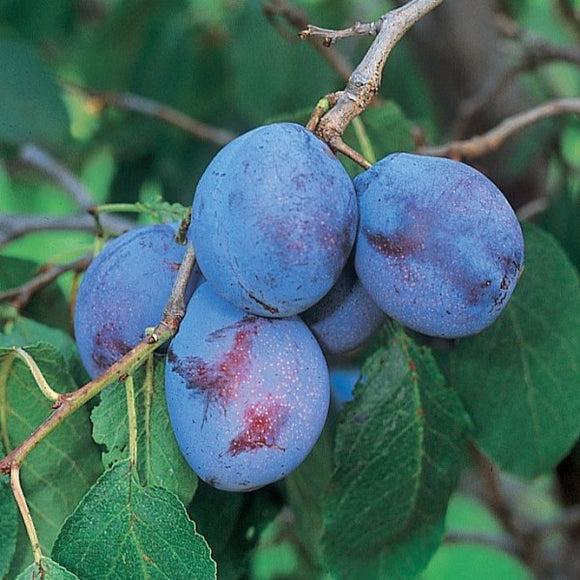 Prunus Domestica Italian Prune - View 5 from www redcrocus com