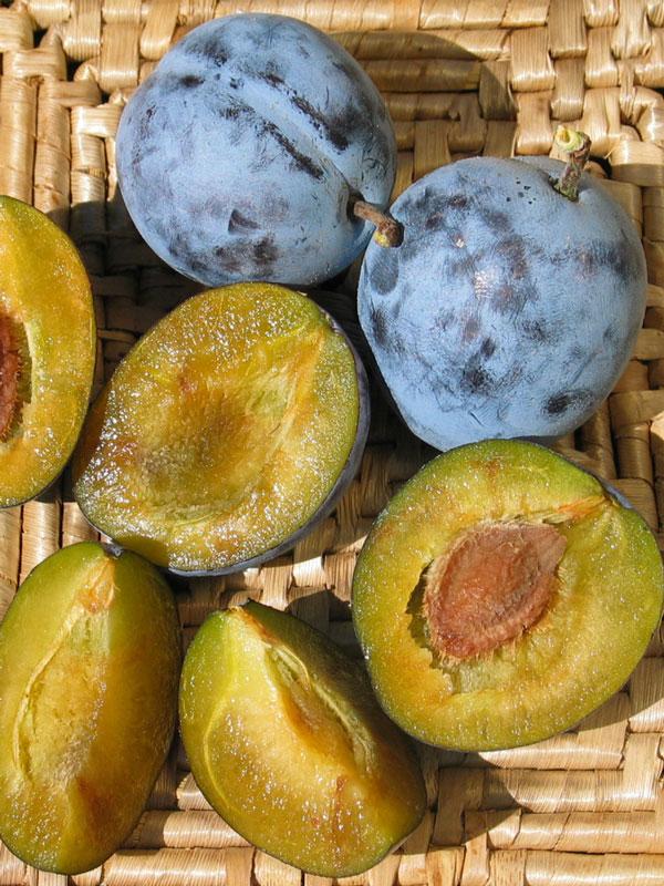 Prunus Domestica Italian Prune - View 8 from www redcrocus com