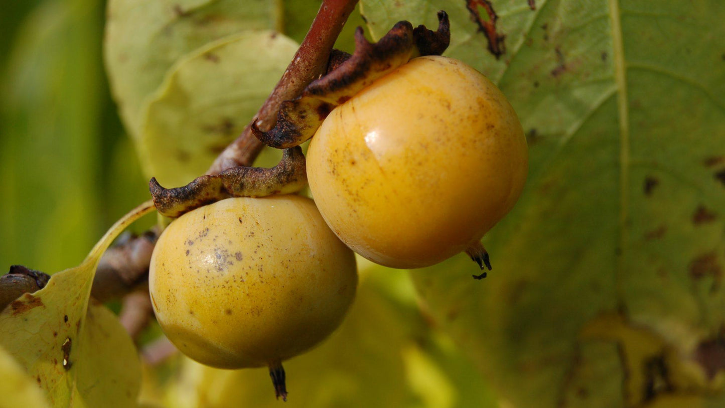 Diospyros Virginiana - View 5 from www redcrocus com