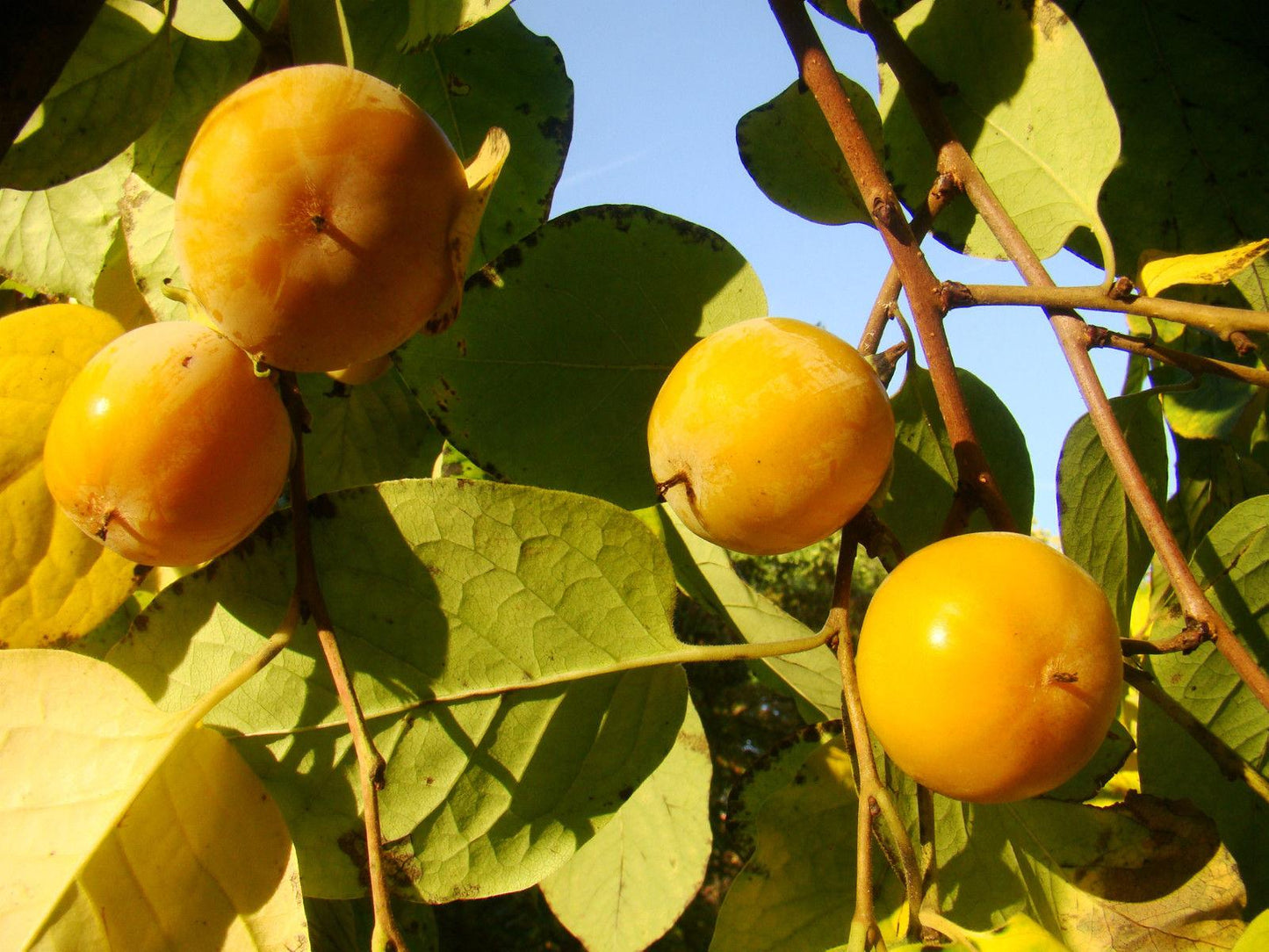 Diospyros Virginiana - View 8 from www redcrocus com