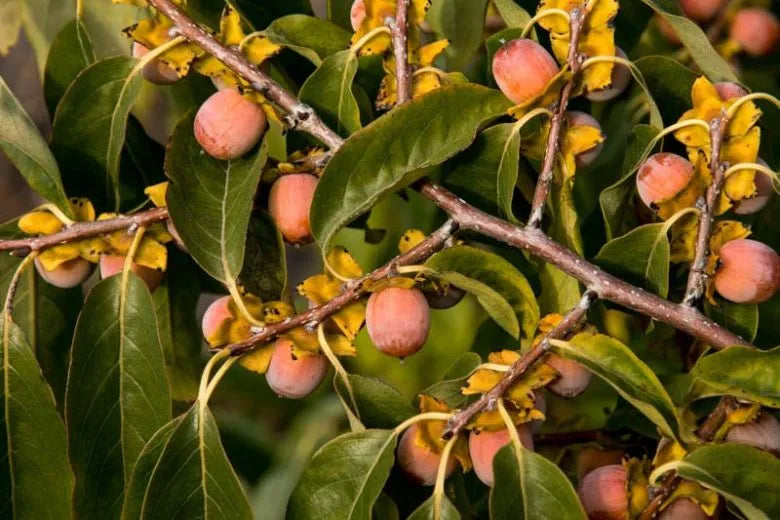 Diospyros Virginiana - View 9 from www redcrocus com
