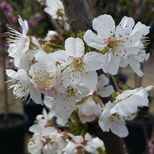 Prunus Avium Combo 3 In 1 - View 1 from www redcrocus com