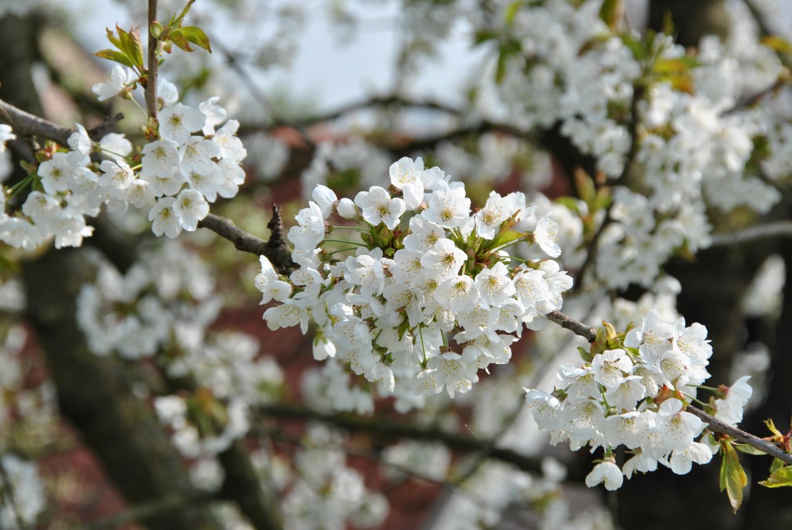 Prunus Avium Combo 3 In 1 - View 2 from www redcrocus com